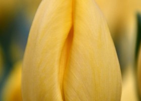 Tulipa Golden Ticket (4)
